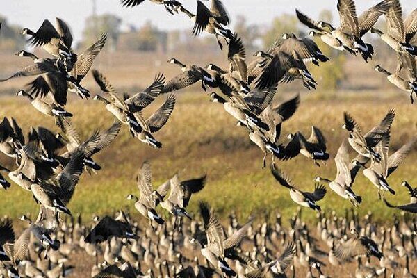 پایش بیماری آنفلوانزای فوق حاد پرندگان در حاشیه رودخانه «سیمره»