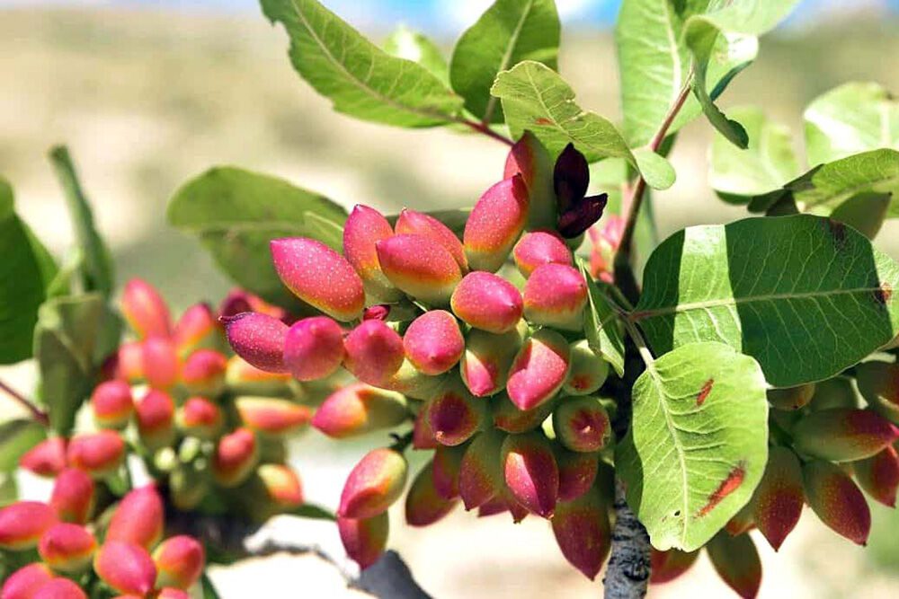 ۷۰ درصد پسته زرند از بین رفت