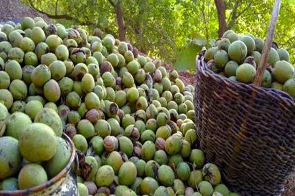 ۷ تُن گردوی سرقتی در ملایر کشف شد