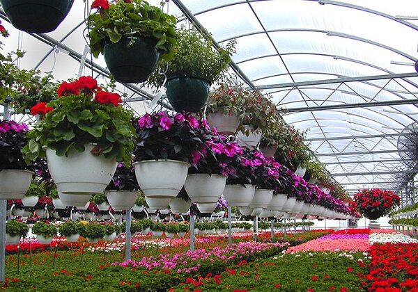 تولید ۲۷۰ هزار شاخه گل زینتی در اردبیل| ۱۱ طرح گلخانه ای افتتاح می شود