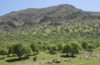 منابع طبیعی اردبیل با تجهیزات حفاظتی مدرن کنترل می‌شود