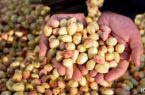 صادرات یک میلیارد دلاری پسته در سال گذشته
