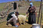 عشایر اردبیل سالانه بیش از ۳۰۰ هزار تن انواع محصولات تولید می‌کنند