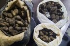غارت بی صدای قارچ «ترافل» در گلستان| عدم مدیریت «الماس سیاه» را به نابودی کشاند