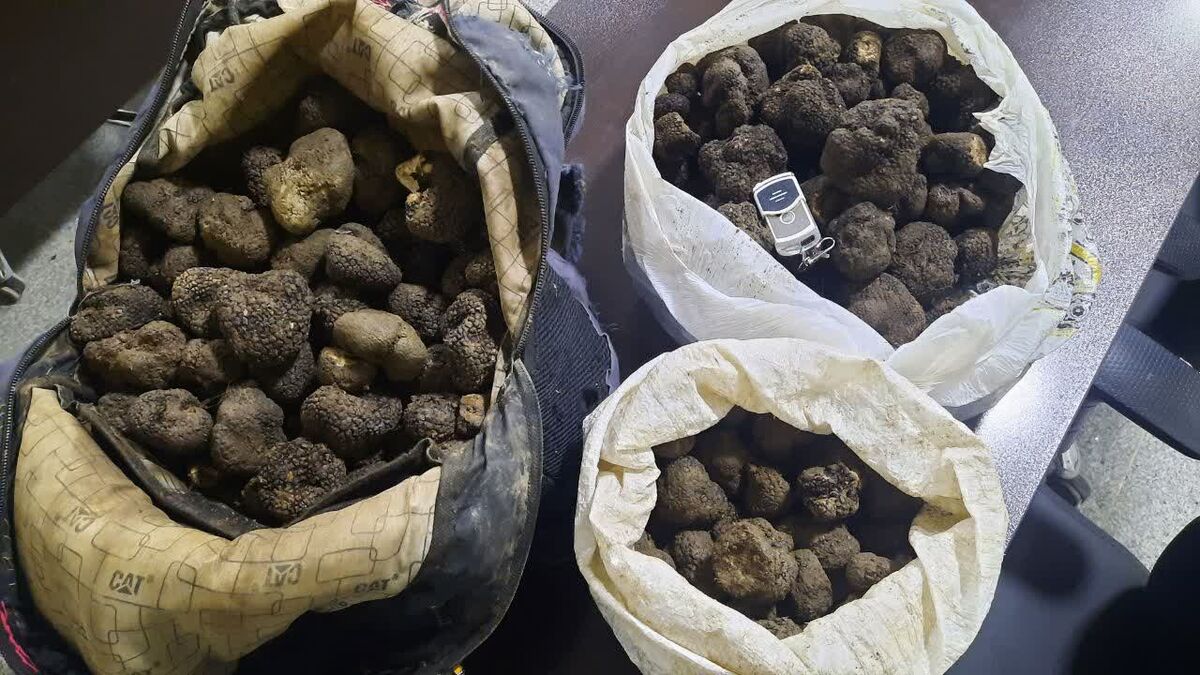 غارت بی صدای قارچ «ترافل» در گلستان| عدم مدیریت «الماس سیاه» را به نابودی کشاند