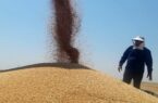 میزان خرید گندم در استان اردبیل به بیش از ۱۹۲ هزار تن رسید