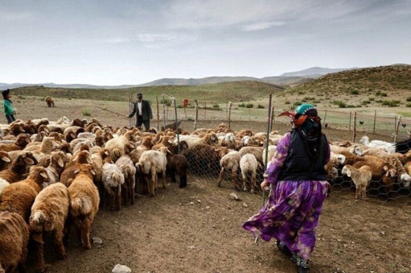 کاهش فروش دام مولد از سوی عشایر استان اردبیل