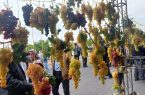 جشنواره ملی انگور در مشگین شهر برگزار شد