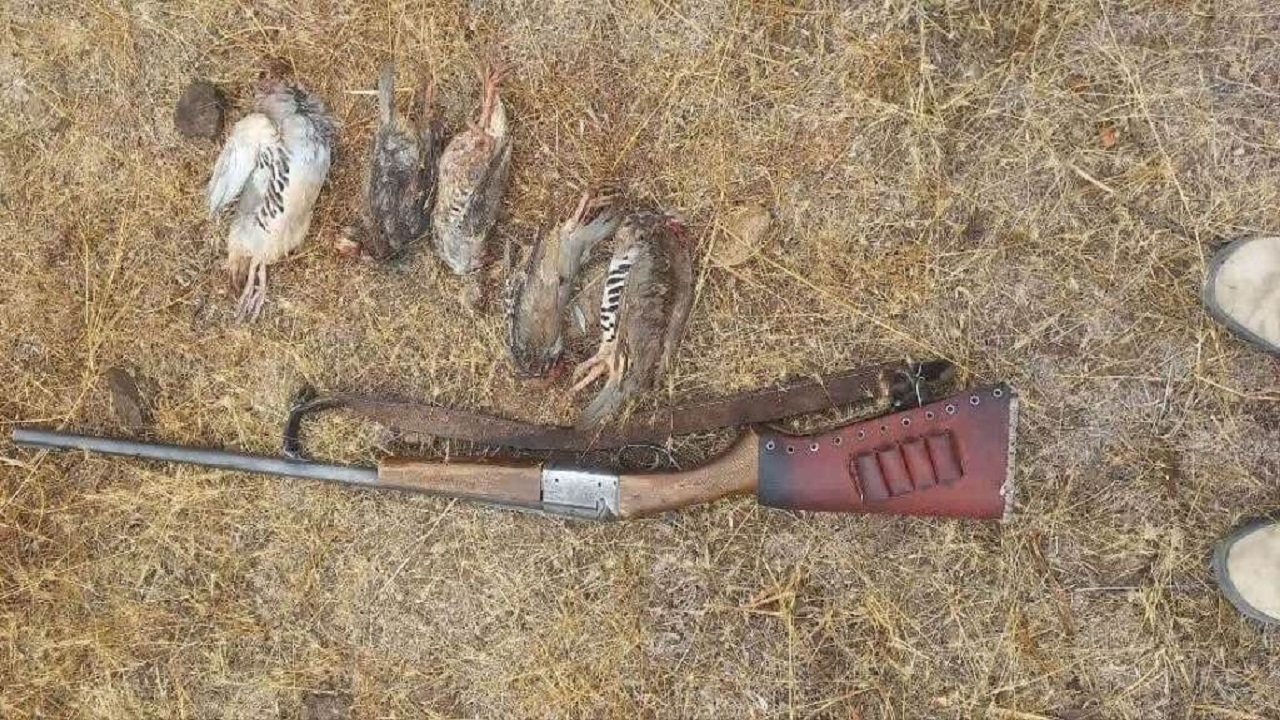 شکارچی کبک در آق داغ خلخال دستگیر شد