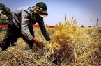 امروز با گندمکاران تسویه می‌شود