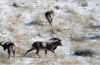 انجام سرشماری پاییزه در زیستگاه‌های جنوب استان اردبیل
