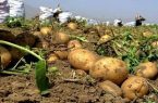 آغاز کشت گسترده سیب‌زمینی در اراضی کشاورزی استان اردبیل