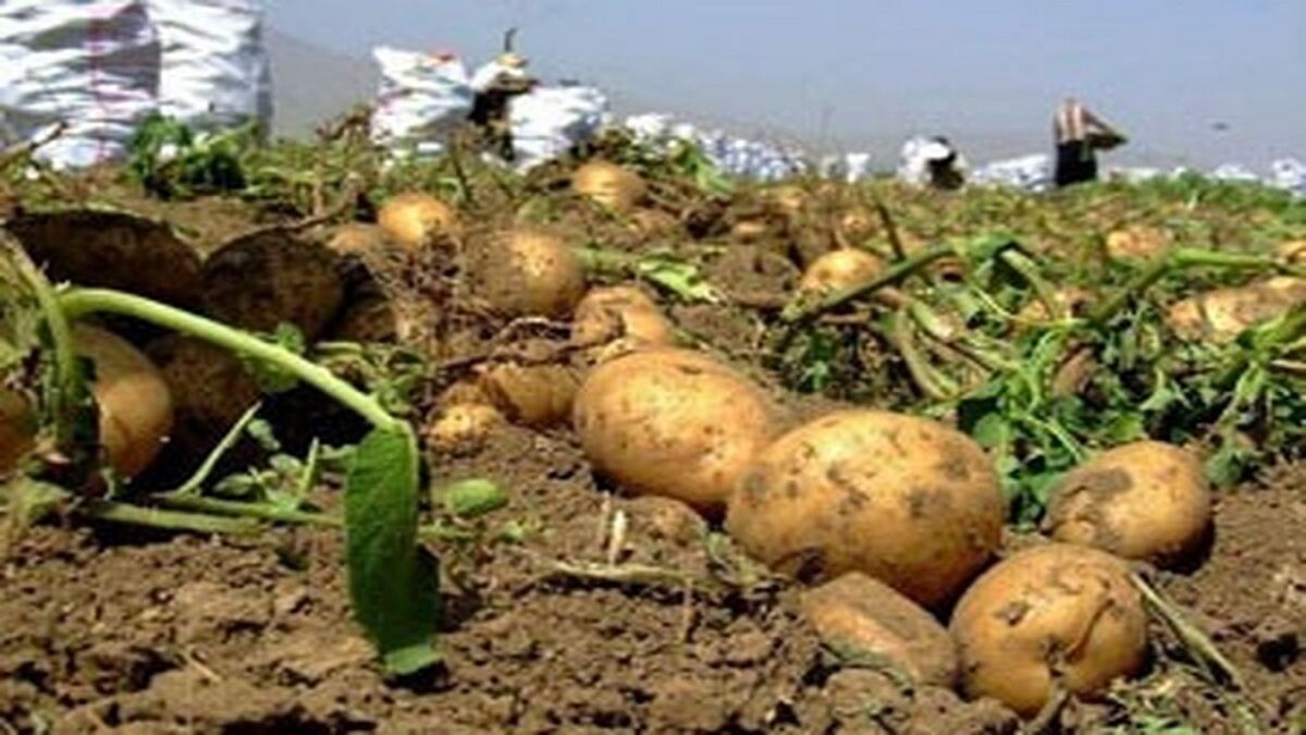 آغاز کشت گسترده سیب‌زمینی در اراضی کشاورزی استان اردبیل