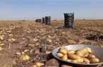 نرخ نهایی سیب زمینی در اردبیل ۳۵ هزار تومان تعیین شد