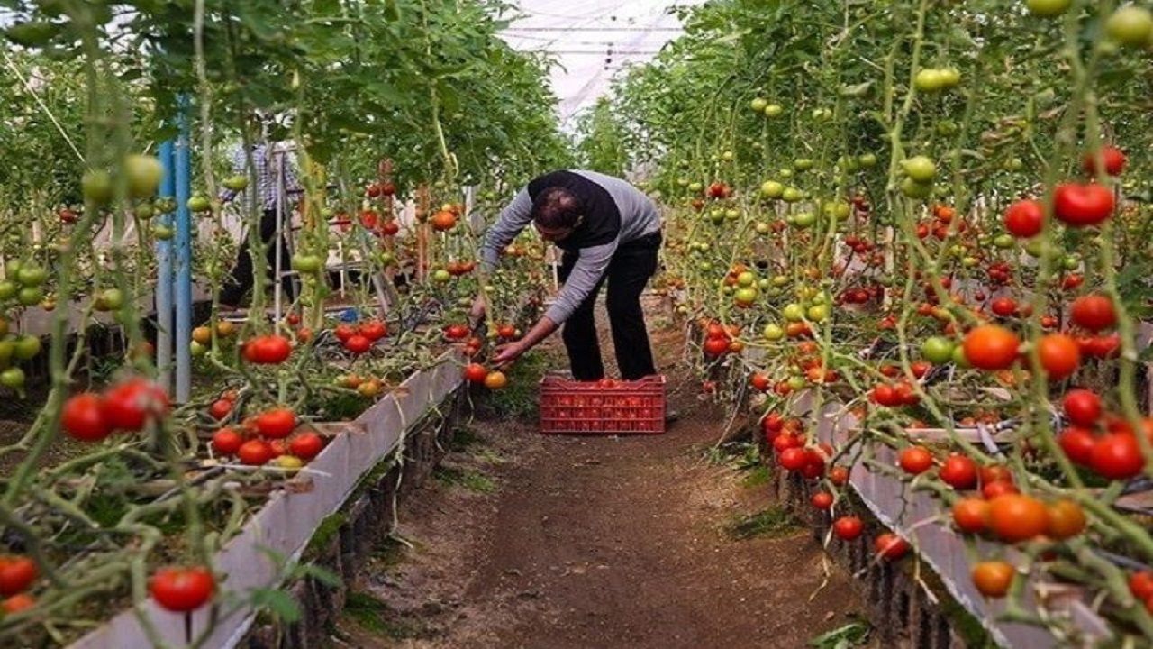 احداث ۲۶۲ هکتار گلخانه کشاورزی در استان اردبیل
