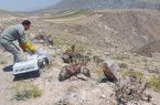 تیمار و رهاسازی ۲۵۰ گونه جانوری در طبیعت استان اردبیل