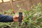 ۳ میلیون اصله نهال در استان اردبیل تولید شد