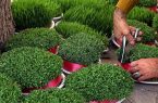 جایگزینی دانه میوه‌ها و درختان به جای گندم و حبوبات در کاشت سبزه