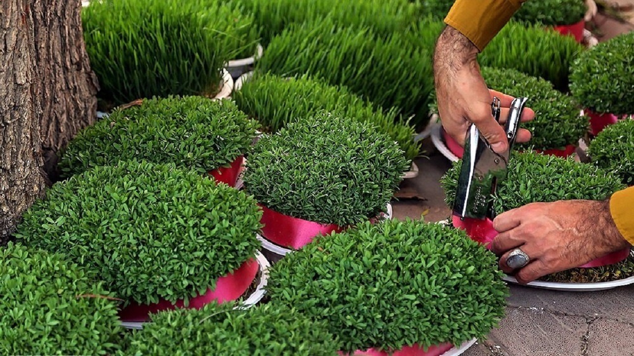 جایگزینی دانه میوه‌ها و درختان به جای گندم و حبوبات در کاشت سبزه