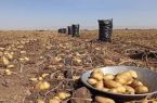 مشکل تامین بذر مورد نیاز برای کشت سیب زمینی در استان اردبیل