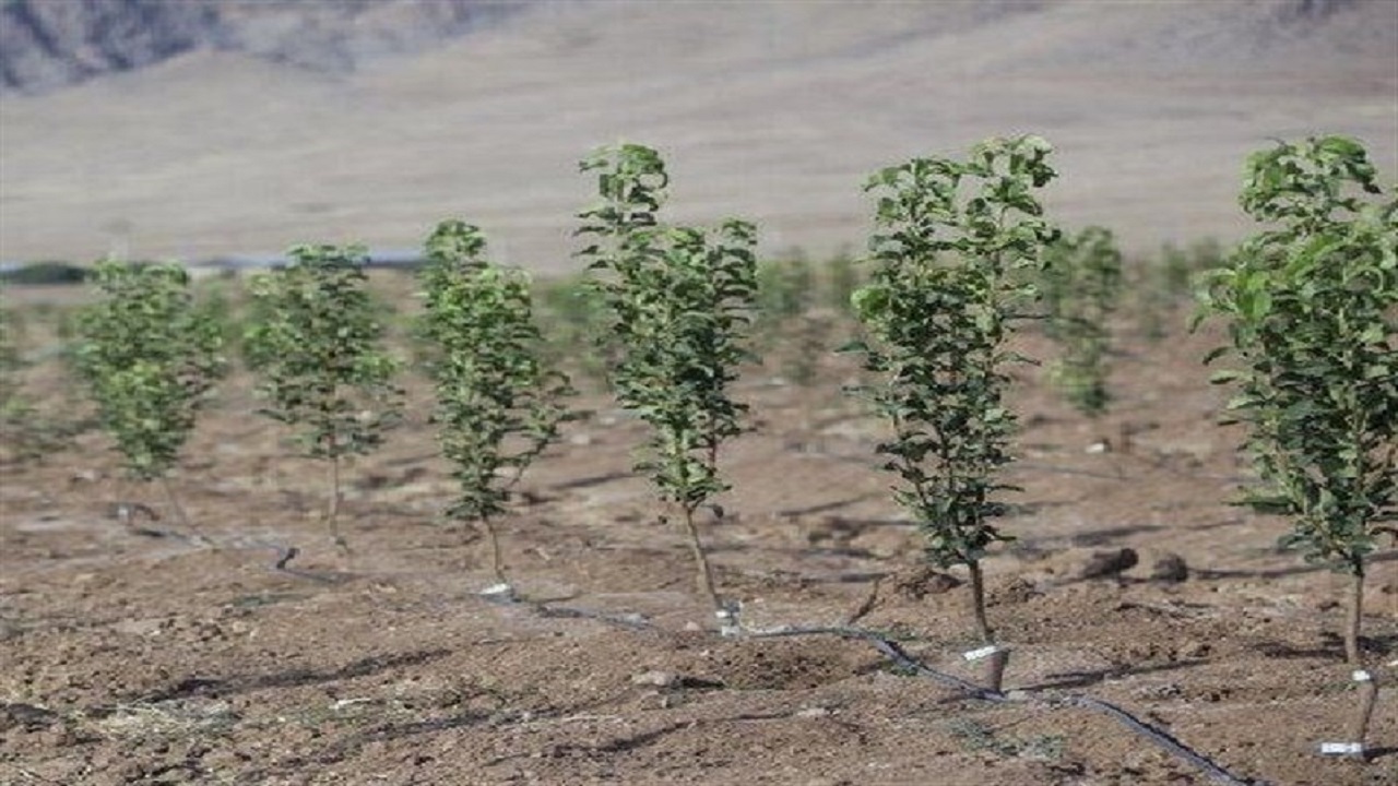 توسعه زراعت چوب تا ۱۲۰۰۰ هکتار در اردبیل