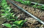 استفاده از سیستم آبیاری نوار تیپ برای تولید سیب زمینی در استان اردبیل