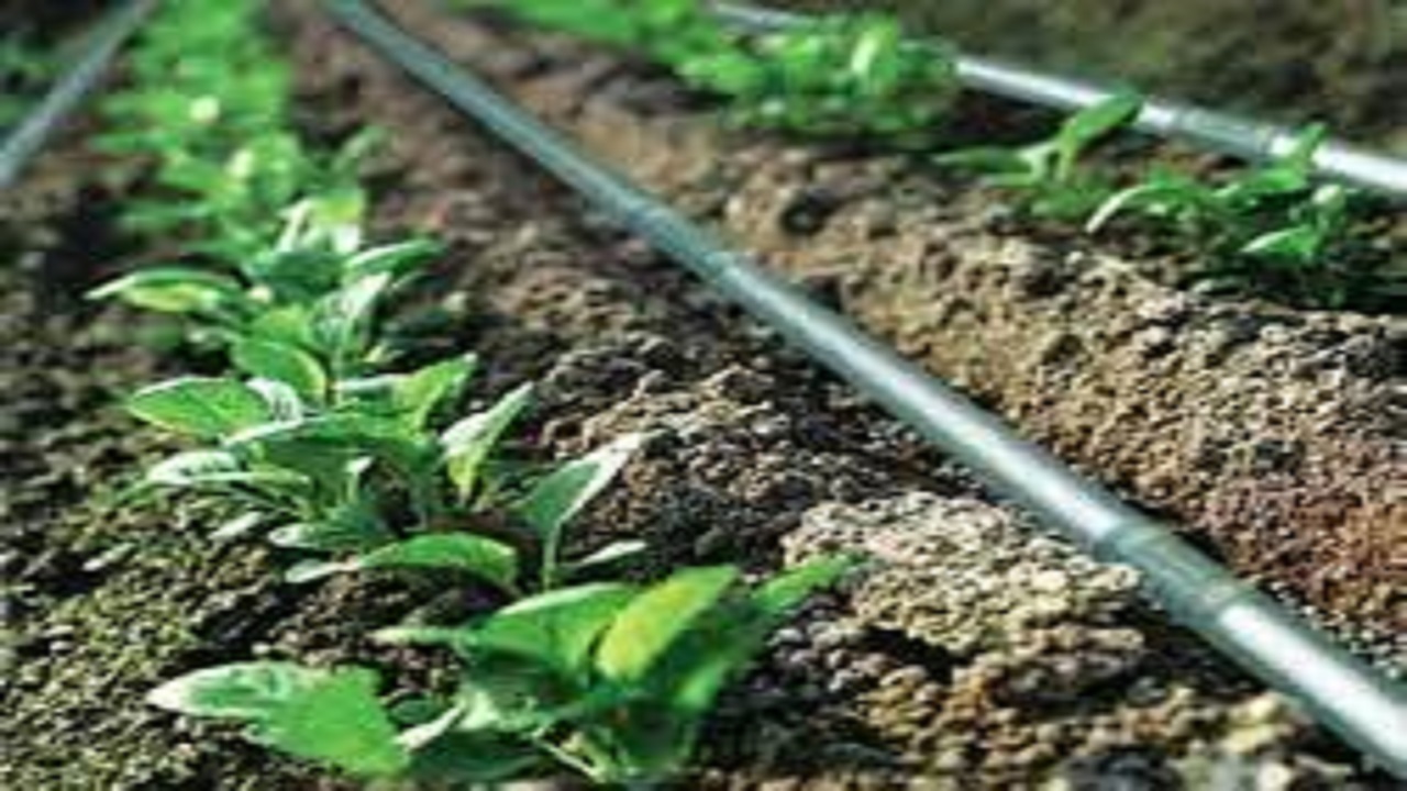 استفاده از سیستم آبیاری نوار تیپ برای تولید سیب زمینی در استان اردبیل