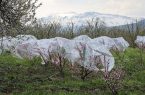 احتمال بروز خسارت سرمازدگی به محصولات زراعی و باغی در اردبیل