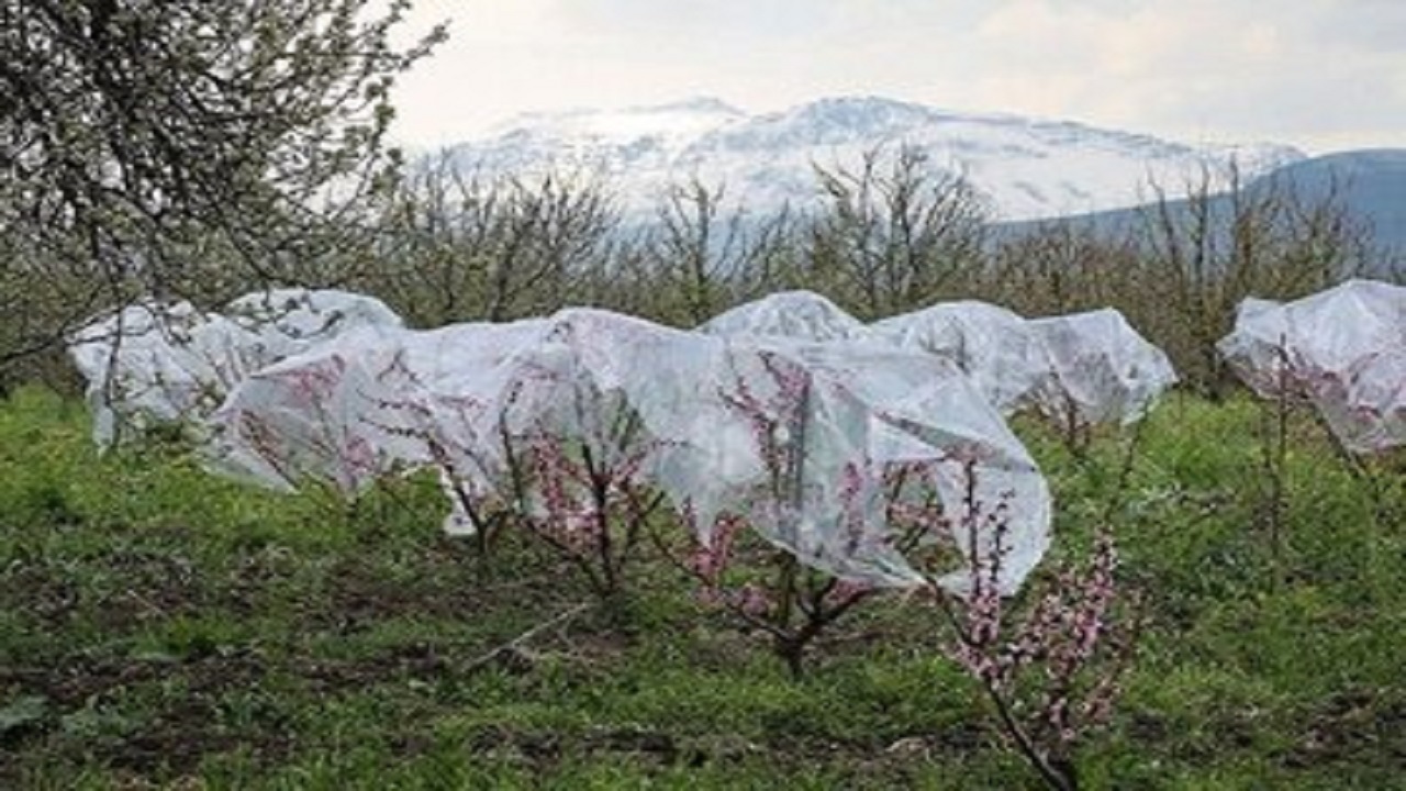 احتمال بروز خسارت سرمازدگی به محصولات زراعی و باغی در اردبیل
