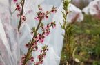 کشاورزان اردبیل مراقب سرمای شبانه باشند