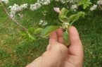 سرما و یخبندان ۵ تا ۸۰ درصد به محصولات باغی استان خسارت وارد کرده است