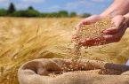 روز ملی گندم و نان؛ گام‌های بلند به‌سوی تولید پایدار و امنیت غذایی