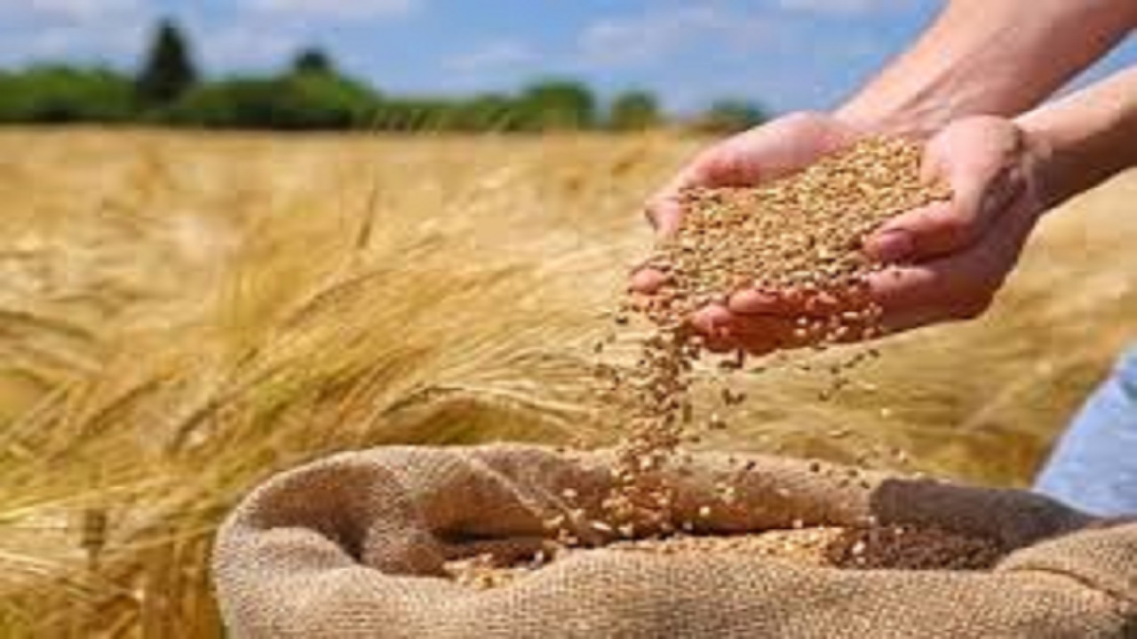 روز ملی گندم و نان؛ گام‌های بلند به‌سوی تولید پایدار و امنیت غذایی
