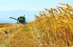 پیش بینی تولید ۵۵۰ هزار تن گندم در زمین‌های کشاورزی استان اردبیل