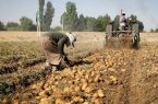 تسویه کامل مطالبات پارسال سیب‌ زمینی‌کاران اردبیل