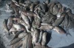 رهاسازی بیش از ۲۵ هزار بچه ماهی کپور در دریاچه «گیلارلوی گرمی»