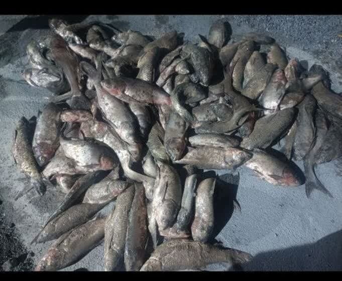 رهاسازی بیش از ۲۵ هزار بچه ماهی کپور در دریاچه «گیلارلوی گرمی»