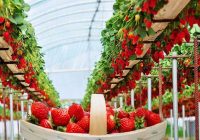 محصولات گلخانه‌ای اردبیل ۳۰ میلیون دلار ارزآوری دارد