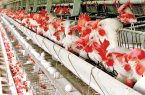 جوجه‌ریزی ۳ میلیون قطعه‌ای در واحدهای مرغداری استان اردبیل