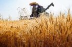 ۴۰ مرکز خرید تضمینی گندم در استان اردبیل راه‌اندازی شد