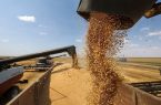 آمادگی ۴۰ مرکز برای خرید گندم در استان اردبیل