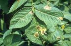 خطر شیوع بیماری سفیدک دروغین در مزارع سیب زمینی استان اردبیل