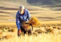 ۵۰ درصد از مطالبات باقی مانده گندمکاران به زودی پرداخت می‌شود