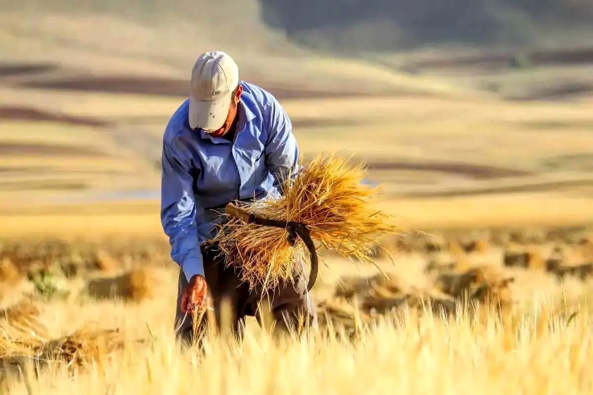 ۵ مرکز خرید گندم در شهرستان اردبیل دایر شد
