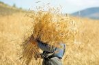 خرید گندم در استان اردبیل از مرز ۱۴۰ هزار تن گذشت