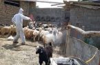 دامداران نسبت به سمپاشی علیه تب کنگو اقدام کنند