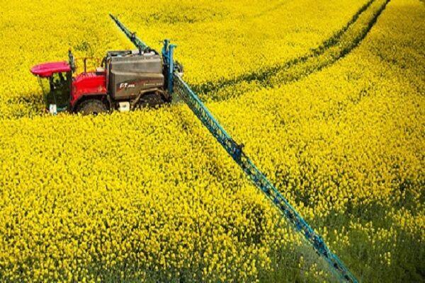 ۱۲ هزار تن دانه روغنی کلزا در استان اردبیل برداشت شد