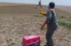 رهاسازی ۵ بهله دلیجه پس از تیمار در شمال اردبیل