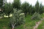 خسارت به منابع طبیعی اردبیل با قطع غیرمجاز درختان جنگل