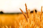پیش‌بینی خرید ۸۰ هزار تن گندم در اردبیل